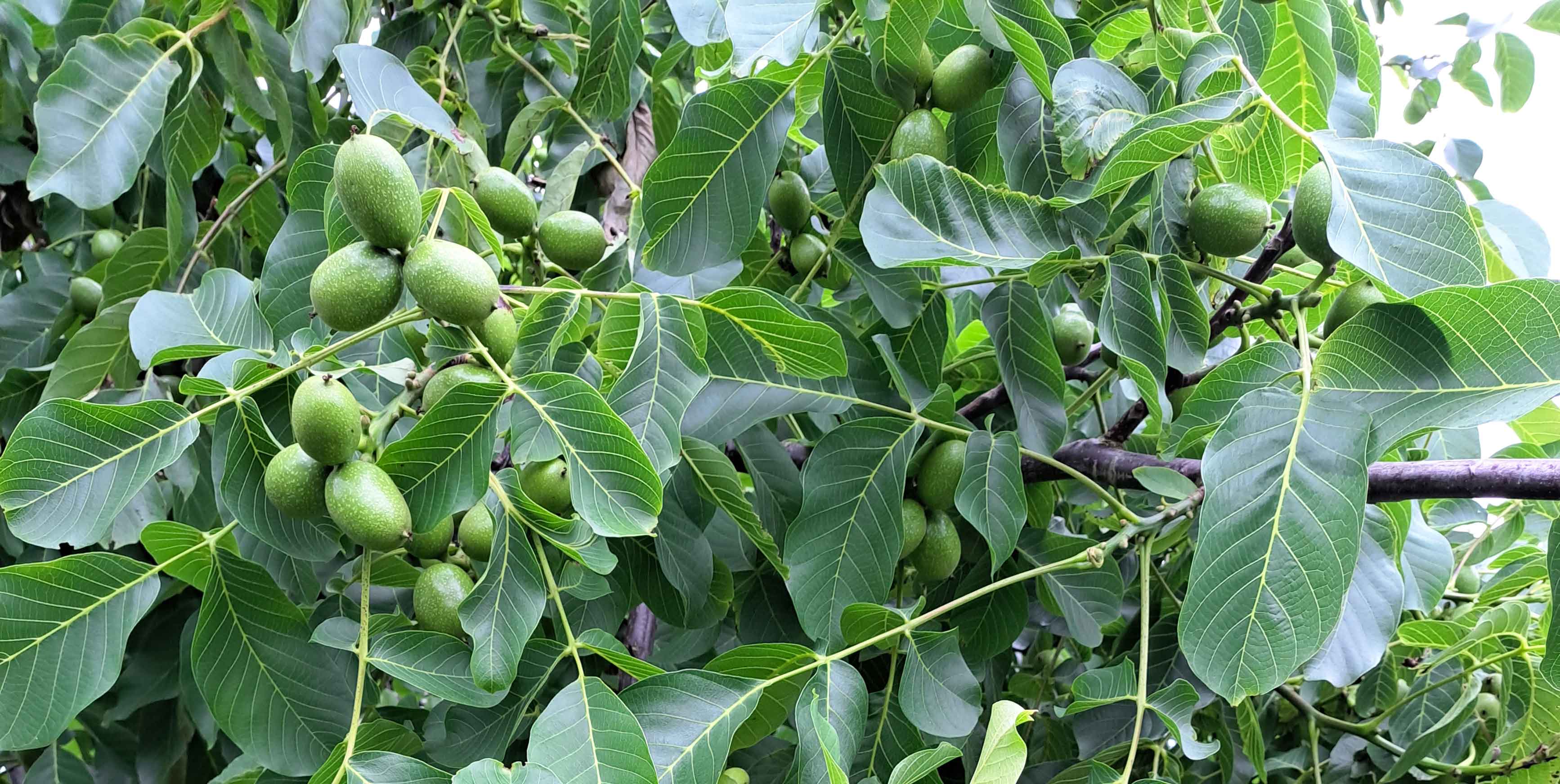 Kom med på Eksklusiv rundvisning i Valnøddeplantagen