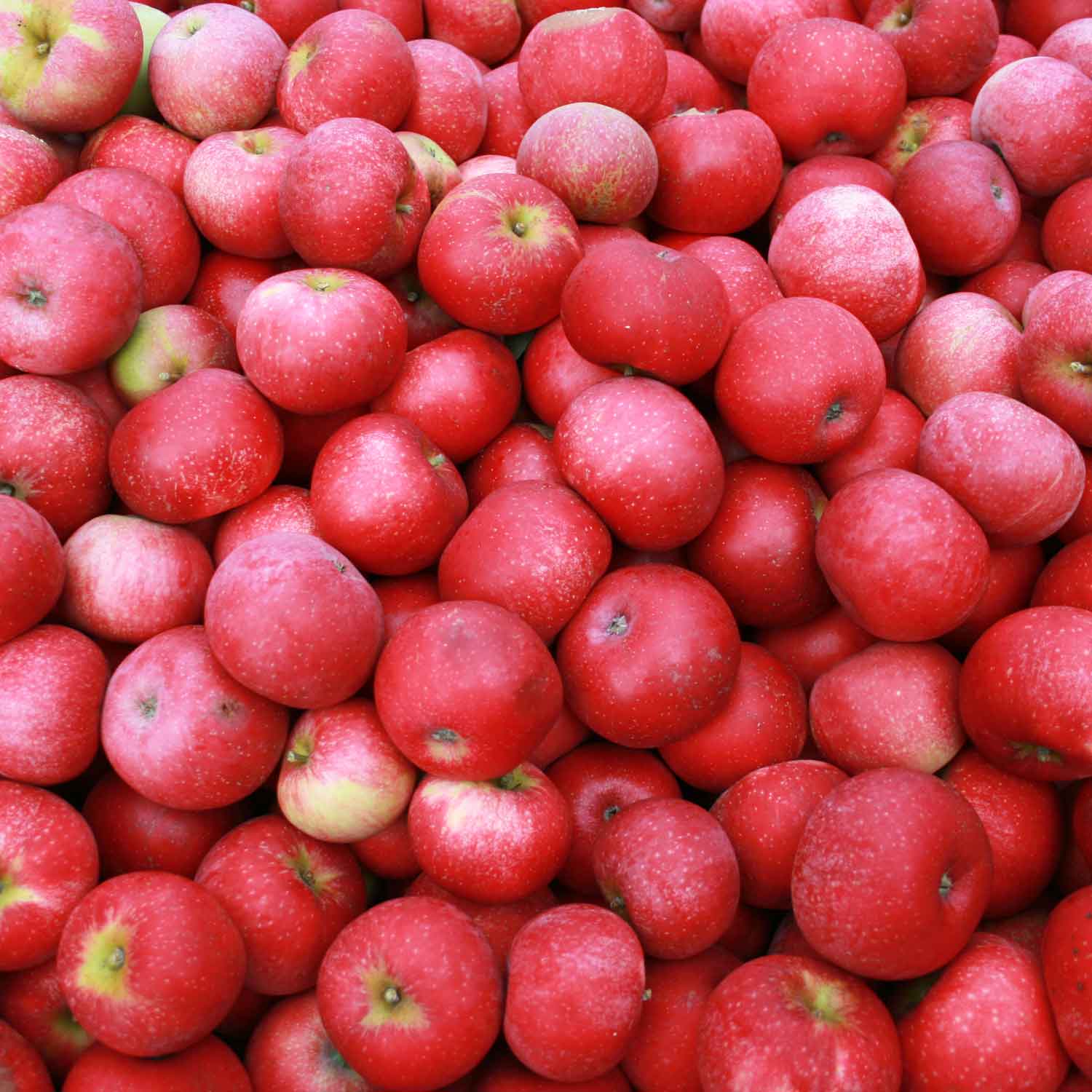 Vesterhavsmost apple must Rosette 0.75L