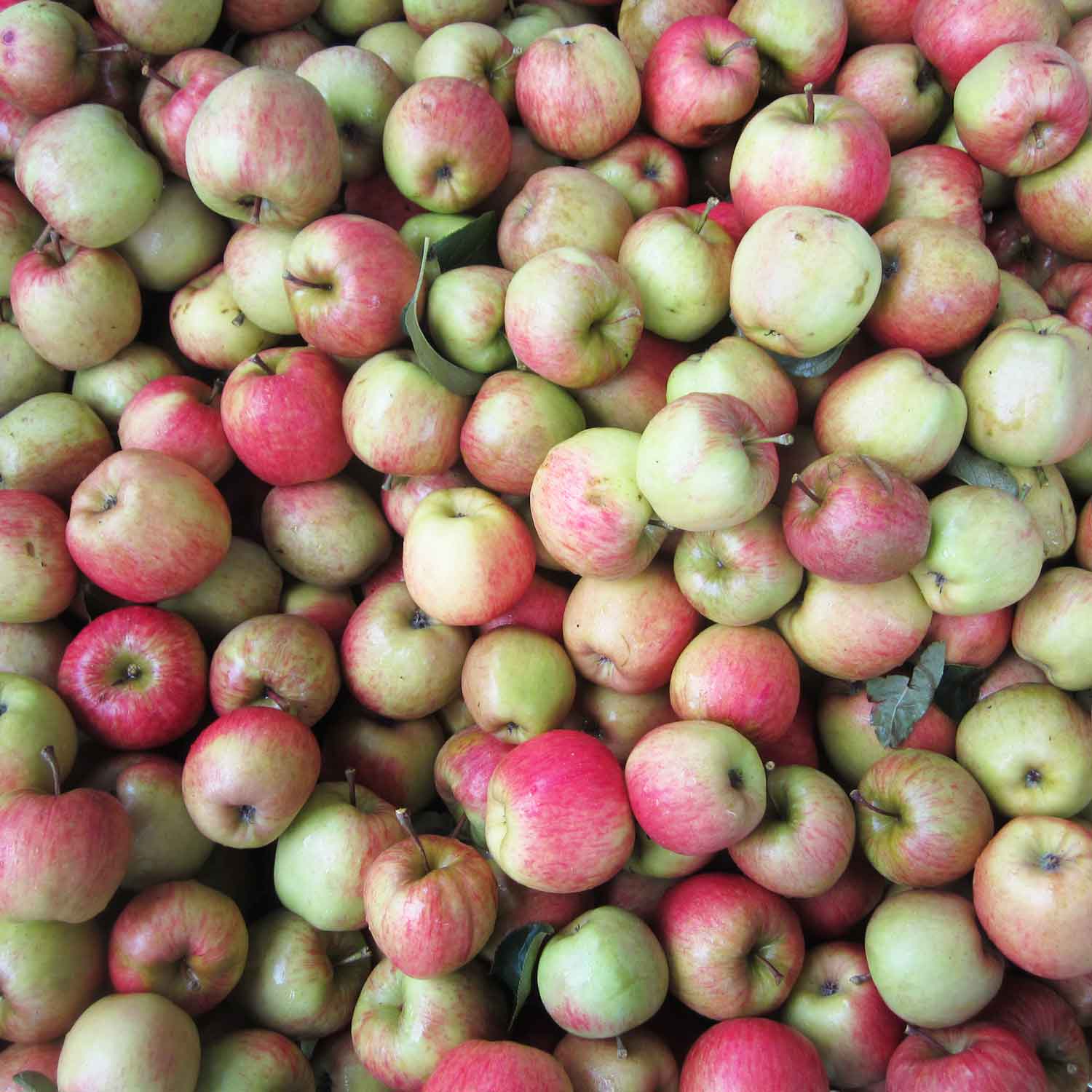 Zari æblemost - Bag-in-Box 3L x 3 stk