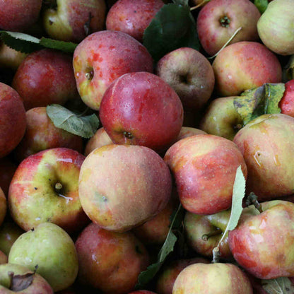 Apfelsaft Red Belle Boskoop 0,75L